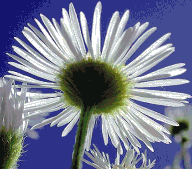 plant ecology flower